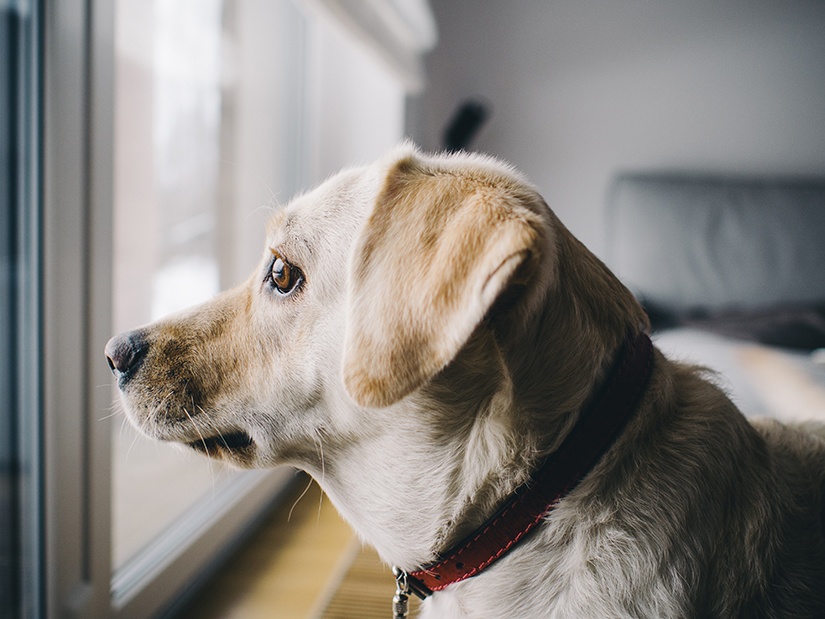 How to Train Your Dog to Use A Doggie Door